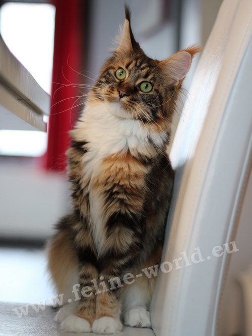 maine_coon_22 (Race)